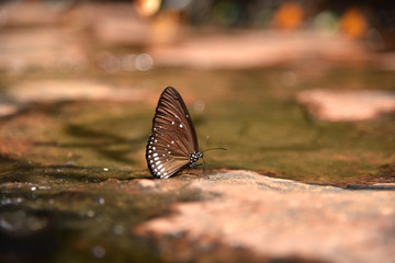 Beautiful of butterflies in forest