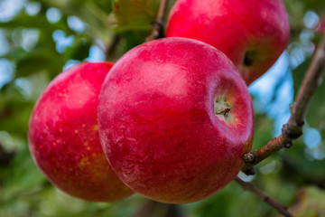 Red ripe apples on a branch ready to be harvested. Fresh red apples on tree in summer garden. Red apples on tree close up. Soft selective focus.