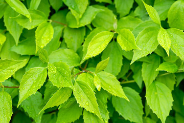 Water drops on green springtime leaves