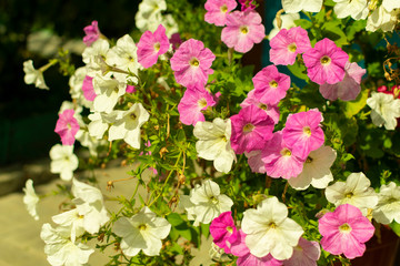 petunia flower in various colors in a garden in spring season