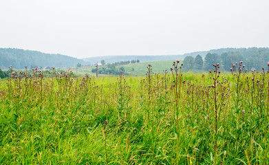 Fototapeta premium landscape field and hills in summer