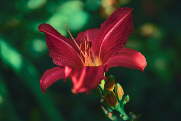 red flower in garden