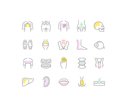 Set Vector Line Icons of Anatomy