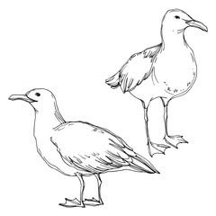 Vector Sky bird seagull in a wildlife isolated. Black and white engraved ink art. Isolated seagull illustration element.