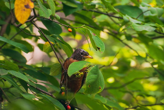 robin in a spicebush with berries