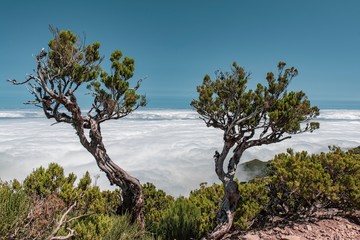 dead tree in desert