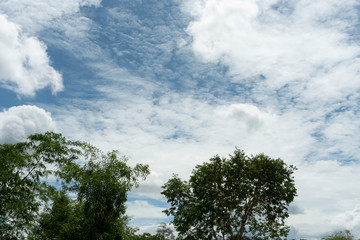 Garden and sky