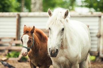 Brown foal and white horse together