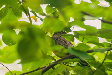 robin in a spicebush with berries