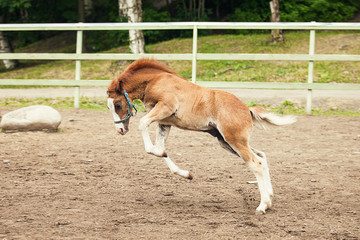 Brown foal running, jumping and having fun