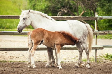 Naklejka na ściany i meble White horse and brown foal at the farm