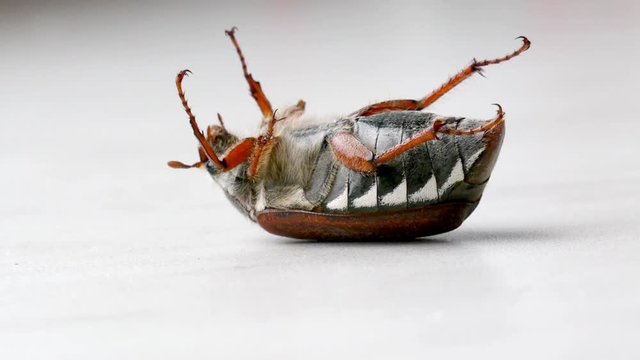 The bug chafer.