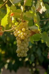 Juicy branch of white grapes close-up