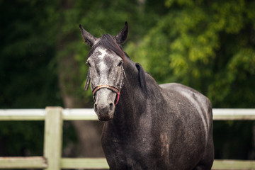 Obraz premium portrait of a black horse