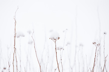 abstract floral background with grass and flowers in snow and ice 