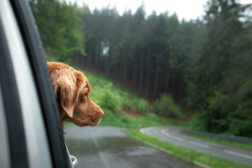 dog looks out of the car window. Pet traveling, fog, rain. Nova Scotia Duck Tolling Retriever,