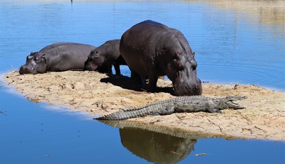 When African rivers dry up due to drought some animals are forced into close proximity such as...