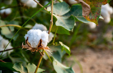 Cotton Plants Growing in Warm Sunshine