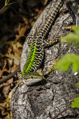 Lucertola campestre (Podarcis sicula) in primo piano su tronco