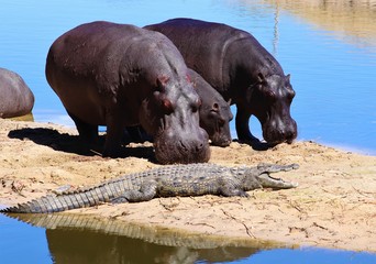 When African rivers dry up due to drought some animals are forced into close proximity such as...