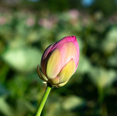 lotus flower bud