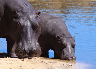 A baby hippo stays close beside its mother seeking protection from dangers such as crocodiles and other African predators.