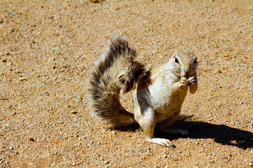 Cape ground squirrel (Xerus inauris) at burrow entrance