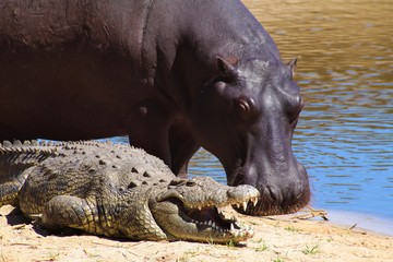 When African rivers dry up due to drought some animals are forced into close proximity such as...