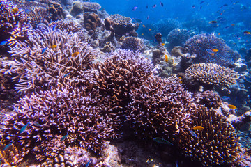 Naklejka na ściany i meble beautiful under water coral reef with tropical fish at Mu Ko Surin National park , Thailand 