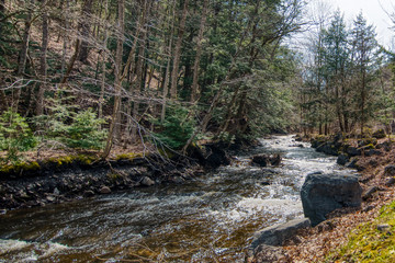 Nature Trees Stream Creek Water Summer Autumn