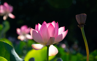 Lotus flower