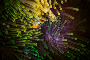 Close up Clownfish living in sea anemone.