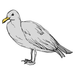 Sky bird seagull in a wildlife. Black and white engraved ink art. Isolated gull illustration element.