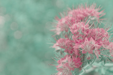 Delicate flowers on blurred background. Soft focus.