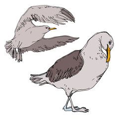 Naklejka premium Vector Sky bird seagull in a wildlife. Black and white engraved ink art. Isolated seagull illustration element.