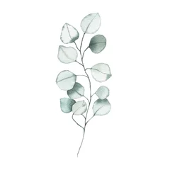 Fototapeten Aquarell Eukalyptus staubige grüne Blattpflanze Kräuterfrühlingsflora © madiwaso