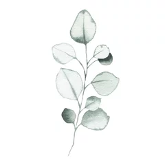 Gardinen Aquarell Eukalyptus staubige grüne Blattpflanze Kräuterfrühlingsflora © madiwaso