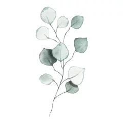  Aquarel eucalyptus stoffig groen blad plant kruid lente flora © madiwaso