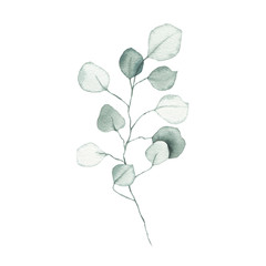 Watercolor eucalyptus dusty green leaf plant herb spring flora