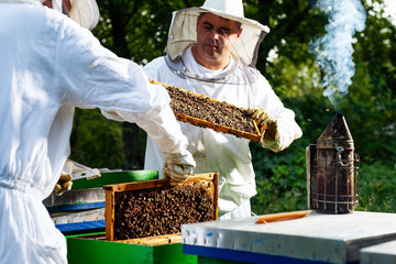 Beekeepers at work collecting honey outdoors.