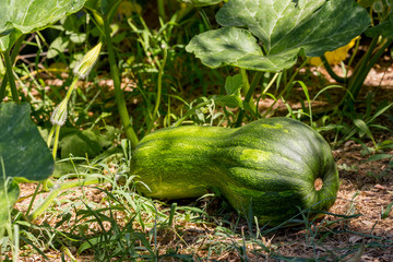 Obraz premium A large, green pumpkin matures on a bed close-up
