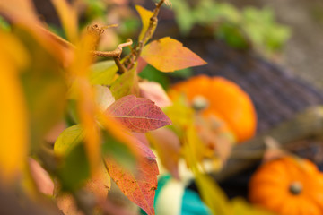 Autumn Abstract Bright Leaves Swinging in a Branch of Tree in Autumnal Garden With Orange Pumpkins. Autumn Colorful Background, Fall Backdrop.