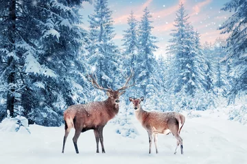 Foto auf Acrylglas Hirsch Familie von edlen Hirschen in einem verschneiten Winterwald bei Sonnenuntergang. Weihnachtsphantasiebild in blauer und weißer Farbe. Rosa Wolken. Es schneit. Winter Wunderland.