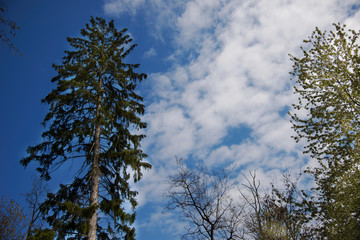 Clouds, sky and forest trees