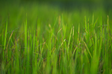 Fototapeta na wymiar Rice leaves