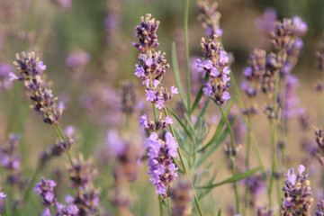 Naklejka premium landscape lavender field 