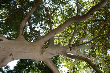 Fototapeta premium tree in park