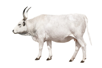 Hungarian gray cow on a white