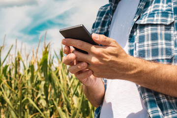 Agronomist typing text message on smartphone out in corn field