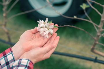 Farmer examining fruit tree blossom in orchard